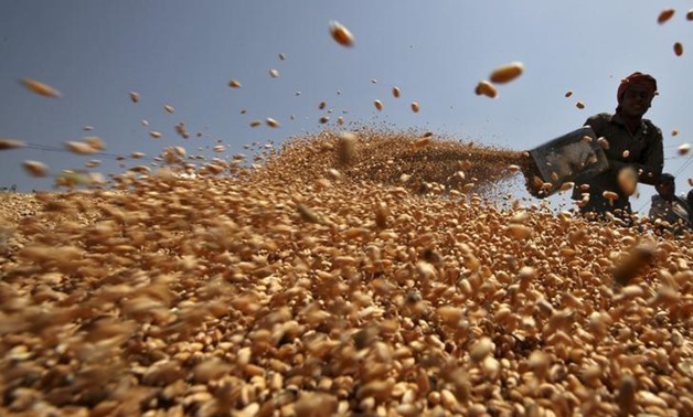 Egypt's state wheat
